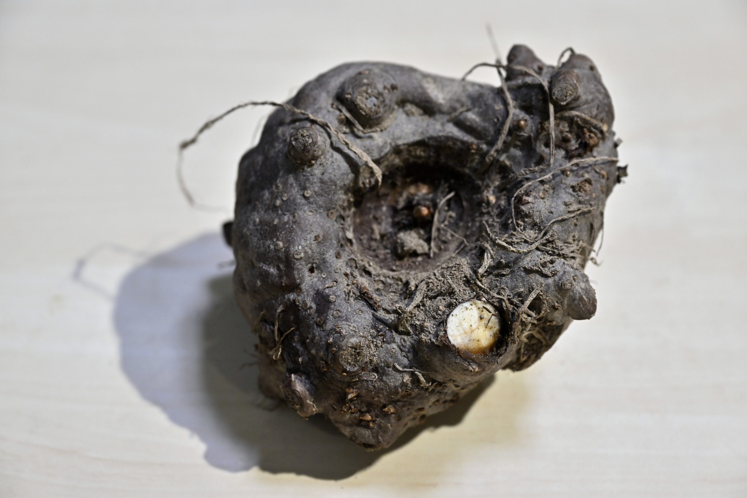 Le Konjac : Le Super-Aliment Santé et Minceur Fabriqué en France